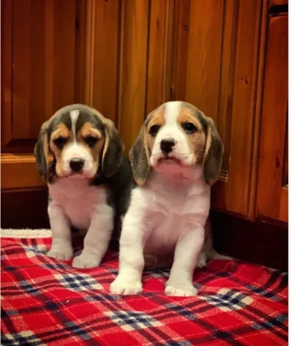 Beagle Mini - Entregamos com Todo Carinho no Conforto da Sua Casa!