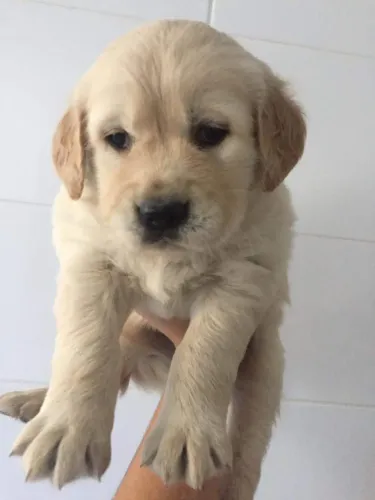 Filhotes de Golden Retriever Saudáveis - Loja Física de Confiança - Leia a descrição