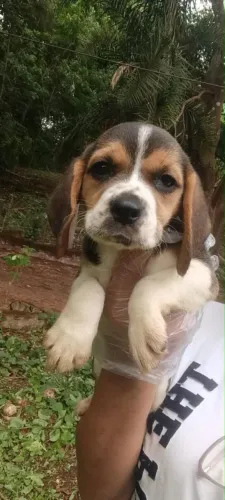 Beagle manso