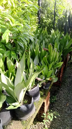 Jardim com paisagismo exclusivo para transformar seu espaço!