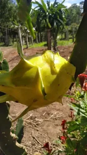  Mudas da pitaya gold gigante Fruta do Dragão Amarela - Planta Exótica