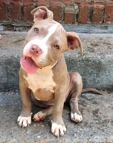 Filhote de Pitbull acompanham sua vida