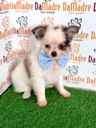 Chihuahua em Londrina