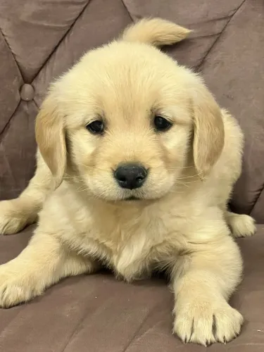 Golden retriever a pronta entrega