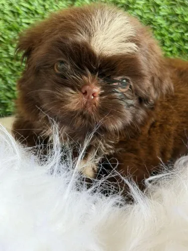 Shih Tzu macho chocolate. Um amor de filhote 