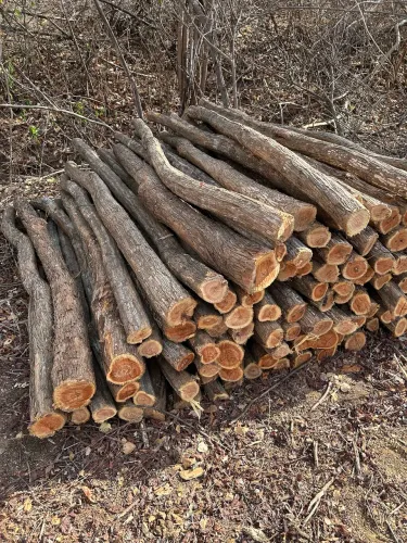 Estacas de sabiá