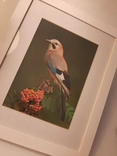 Tela pássaro sivestre decoração quadro organização pintura pet escritório jardim 