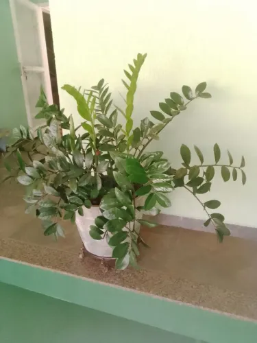 Zamioculca (Planta da fortuna)