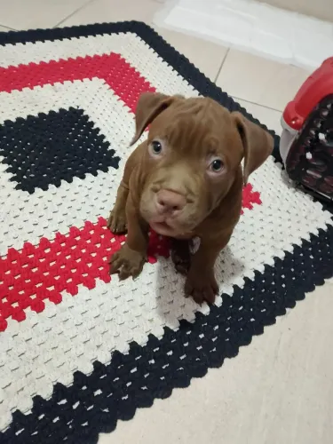 American bully classic