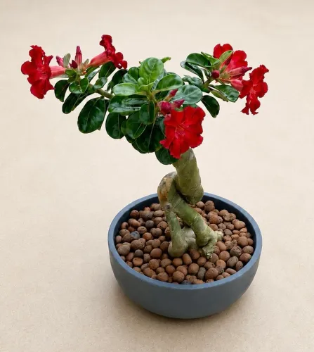 Vendo Planta Comigo Ninguém Pode