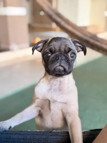 Procuro fêmea de Pug para cruzar!