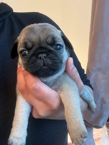 Filhote de Pug fêmea