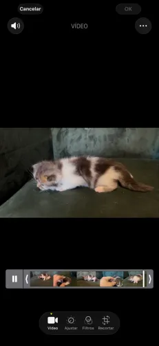 Gatos persa/angora 