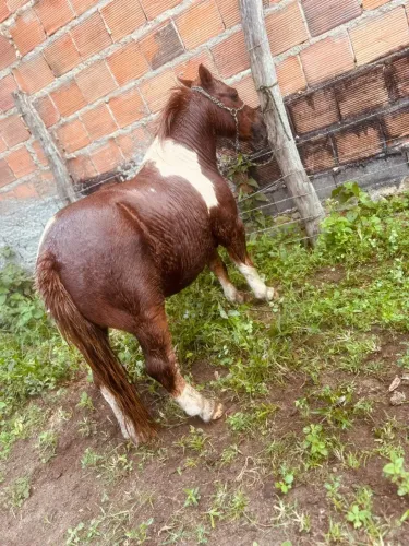 Pônei A venda
