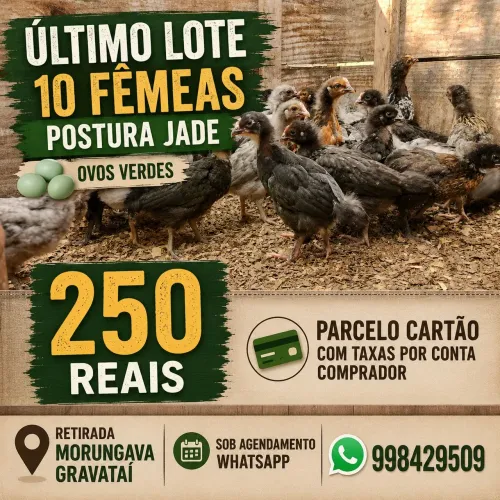Último Lote frangas ovos verde