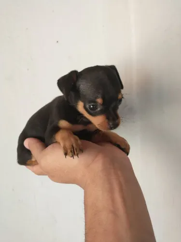 Pinscher Zero Fêmea top