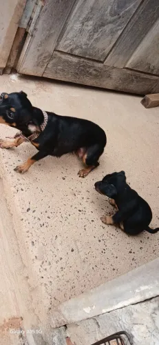 Vendo filhote de cachorro da raça pinscher número 01