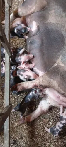Porco a venda 
