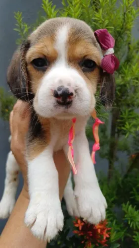  Beagle Filhotinhos Lindos , Macho e Fêmea Vacinados 