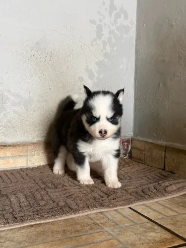 Husky siberiano puro