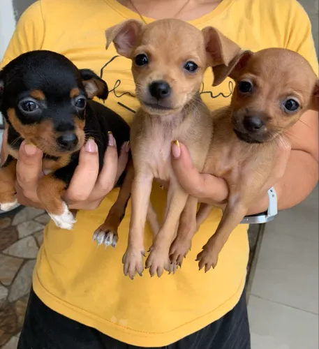 Pinscher fêmeas e machos ac cartão