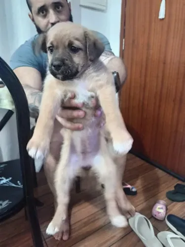 Doa se cachorrinha