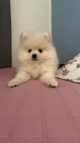 Cachorro