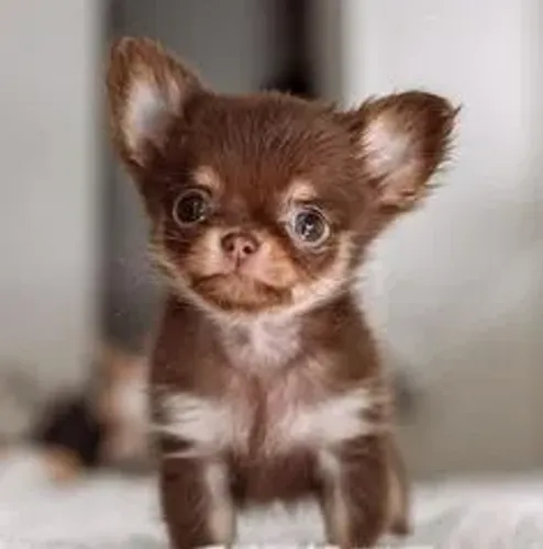 Chihuahua Machos e Femeas