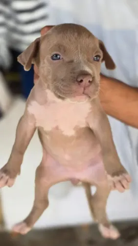 American Bully 