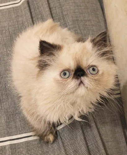Filhote Gato Persa Colorpoint