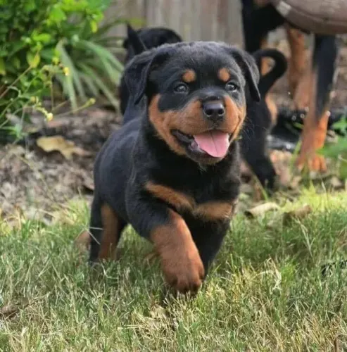 Rottweiler - Um Presente Especial Para Um Amor Especial