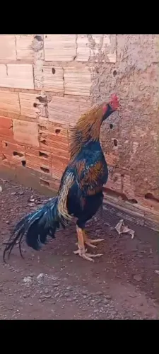 Galo novo