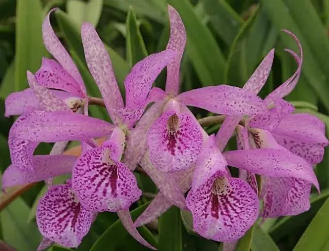 Orquída cattlya Maikai Loise