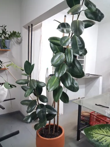 Ficus elastica