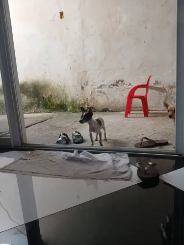 Vendo