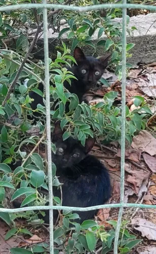 Gatinhos para adoção Responsável 
