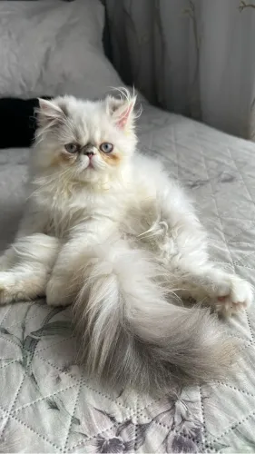 Gato persa