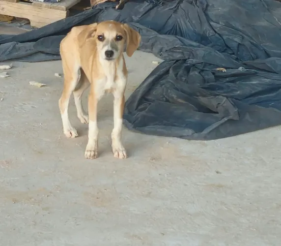 Filhotes de cachorros precisam de uma lar doação