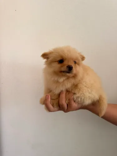 Spitz alemão anão Macho Lulu da Pomerânia