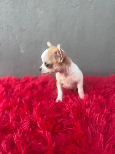 chihuahua 