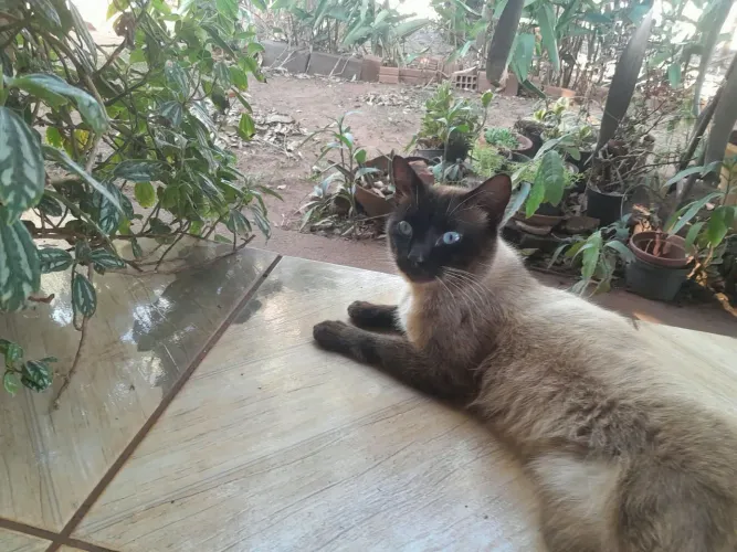 Procuro gato siames para adocao de 1 a 4 meses em uberlandia