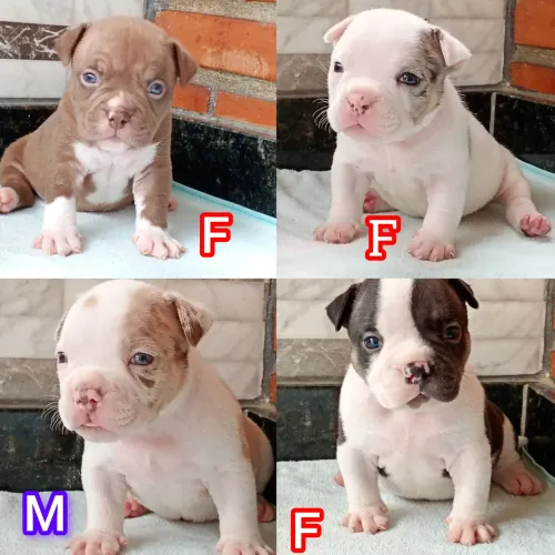 American Bully Micros lindíssimos