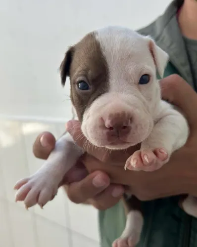 FILHOTE PITBULL