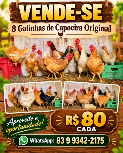 Galinhas de Capoeira 