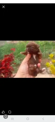 Shih Tzu Fêmea Teacup - Cor Rara Chocolate (Preço Imperdível)