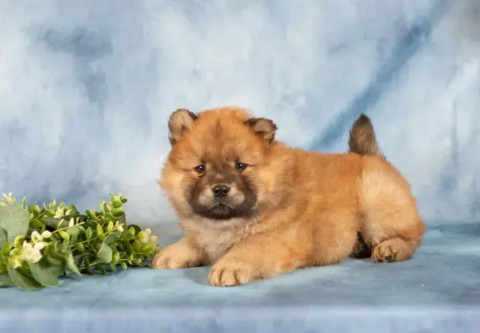 Chow Chow filhotes - últimos disponíveis