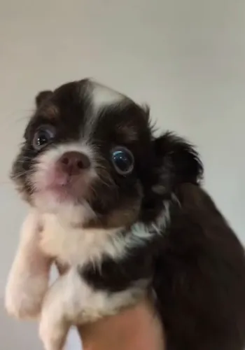 Machinho pelo longo com pedigree cbkc