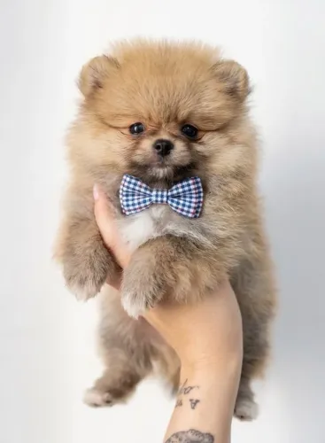Lulu da pomerania laranjinja minúsculo