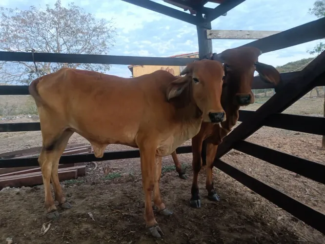 Novilhas GIR LEITEIRO