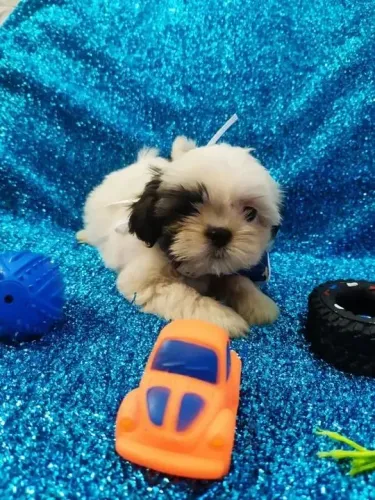 Shih Tzu fofuras quase zeradas 